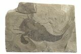 Eurypterus (Sea Scorpion) Fossil - New York #236967-1